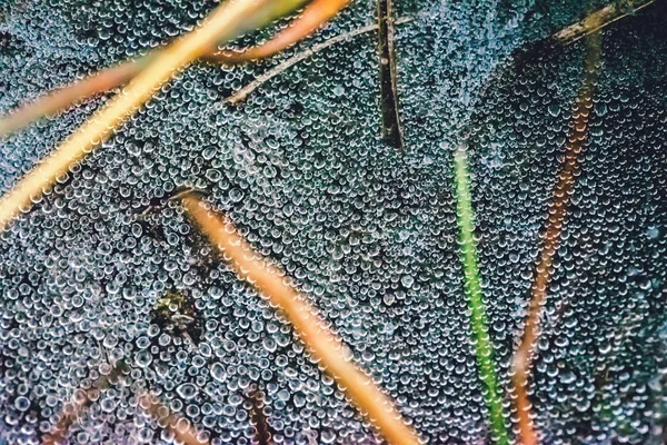 Doğal arka plan. Çiy sabah örümcek ağı atmosferine düşer. kırsal, seyahat, doğa, arka plan, ağaç, doğa, yapraklar, çiçek, açık, orman, Su damla.