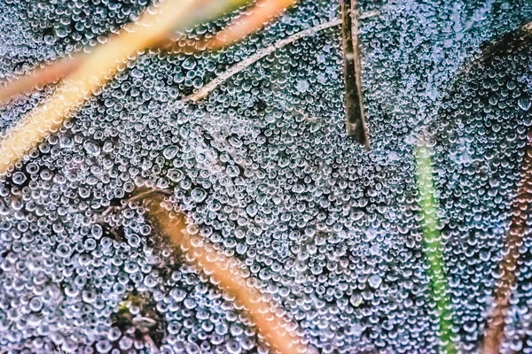 Doğal arka plan. Çiy sabah örümcek ağı atmosferine düşer. kırsal, seyahat, doğa, arka plan, ağaç, doğa, yapraklar, çiçek, açık, orman, Su damla.