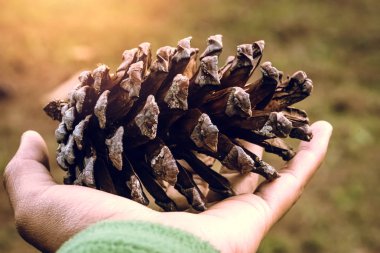 Kadının elindeki tohum Çam yukarıdan ışık. Kadınların elinde Çam kozalağı, Çam, Dağ, açık, kırsal.