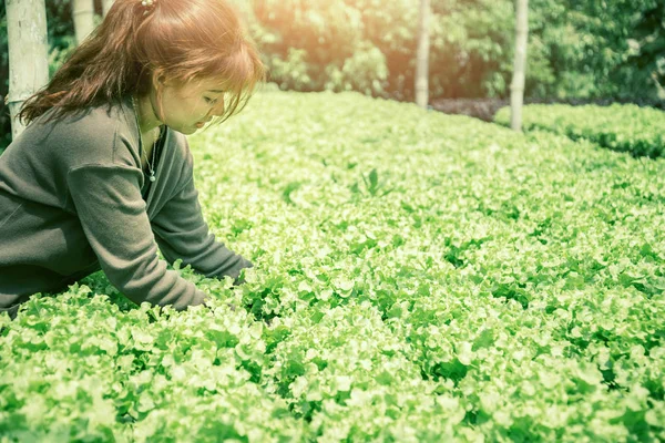 Kadın eli salata yakalar. marul bahçesi. Bahçeden yeni. Genç kadınlar sebze yetiştirir. Tarım. — Stok fotoğraf