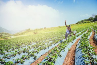 Asyalı kadınlar tatilde rahatlar. Not defterine bir not yaz. Dağdaki Çilek Parkı'nda. Tayland'da