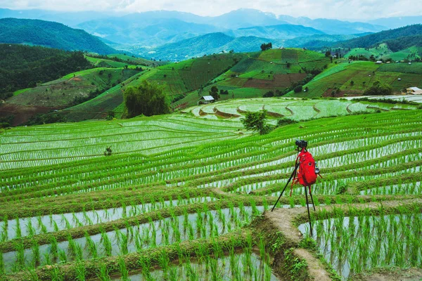 Natural travel relax. Walking take a photo of rice field. in summer.