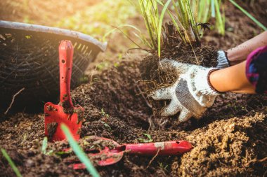 Asyalı kadınlar limon otu dikimi için zemin kazıyor. Sebze mutfak bahçesi.