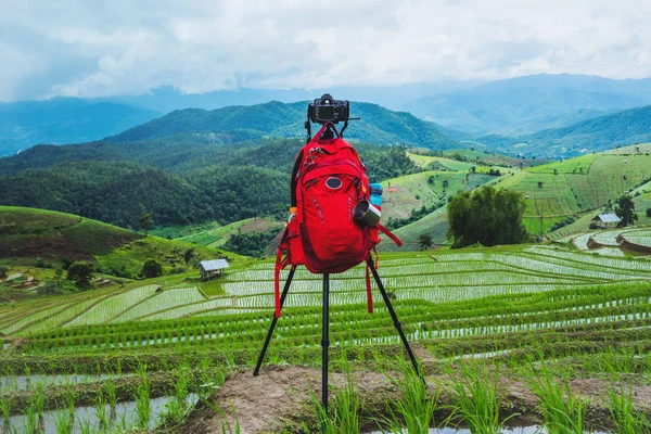 Natural travel relax. Walking take a photo of rice field. in summer.