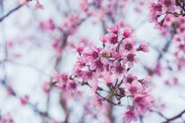Flower Valentine arka plan doğası. Prunus cerasoides Arkaplan Bulanık Pembe