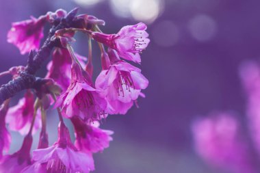 Flower Valentine arka plan doğası. Prunus cerasoides Arkaplan Bulanık Pembe