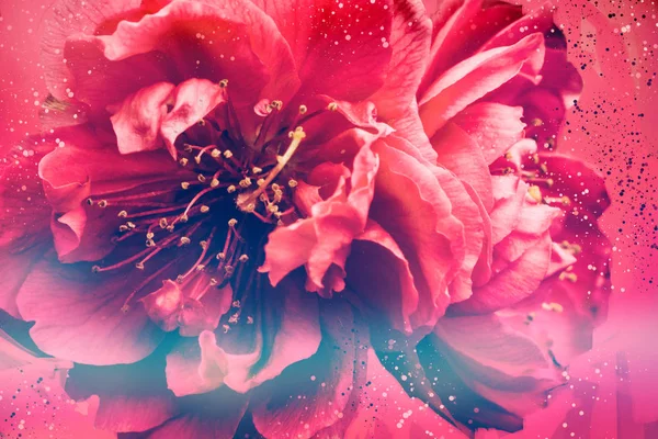 Φόντο φύση λουλούδι ροδάκινο ροζ λουλούδια, κλαδιού — Φωτογραφία Αρχείου