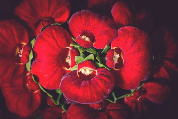 Fundo natureza Flor. Um buquê de flores vermelhas. Um buquê de flores Juan listrado flores . — Fotografia de Stock