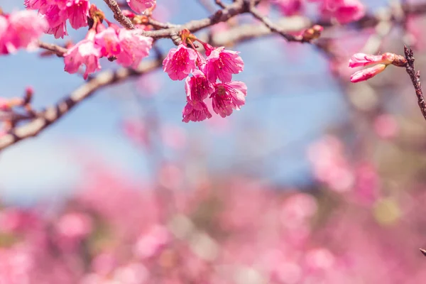 Flower Valentine arka plan doğası. Prunus cerasoides Arkaplan Bulanık Pembe — Stok fotoğraf