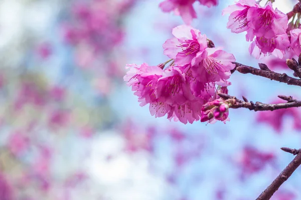 Flower Valentine arka plan doğası. Prunus cerasoides Arkaplan Bulanık Pembe — Stok fotoğraf