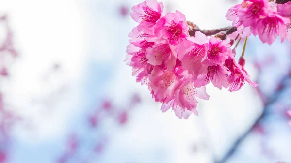 Flower Valentine arka plan doğası. Prunus cerasoides Arkaplan Bulanık Pembe — Stok fotoğraf