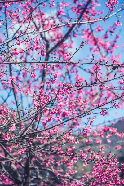 Φύση φόντο Λουλούδι Valentine. Prunus cerasoides Φόντο blur bokeh Pink — Φωτογραφία Αρχείου