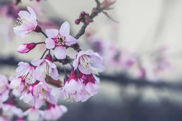 Fondo naturaleza Flor San Valentín. Prunus cerasoides Fondo borroso bokeh Rosa — Foto de Stock