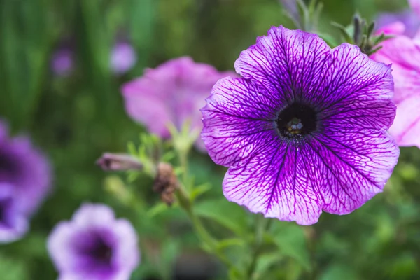 Fondo naturaleza Flor. Flores de jardín. Ramo púrpura . — Foto de Stock