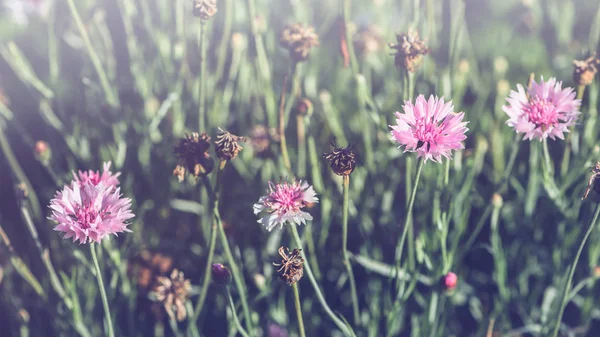 Fundo natureza Flor. Flores do jardim. flores de panícula — Fotografia de Stock