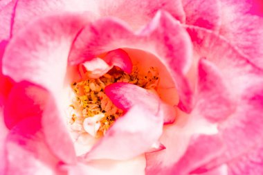 arka plan doğa Çiçek Valentine.Orange, pembe gül yaprakları. Tam bir çiçek