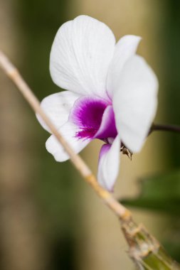 Beyaz ve mor orkide Bulanık Arka Plan