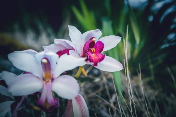 Sfondo natura fiore orchidea bianca isolato. Sfocatura sfondo verde — Foto Stock