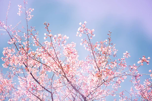 Arka plan doğa Çiçek Valentine. Prunus cerasoides Arka plan gökyüzü — Stok fotoğraf