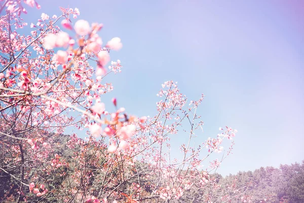 Háttértermészet virág Valentin. Prunus cerasoides háttér égbolt hegyi blur — Stock Fotó