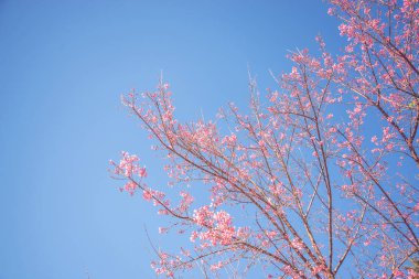 arka plan doğa Çiçek Valentine. Prunus cerasoides Arka plan gökyüzü