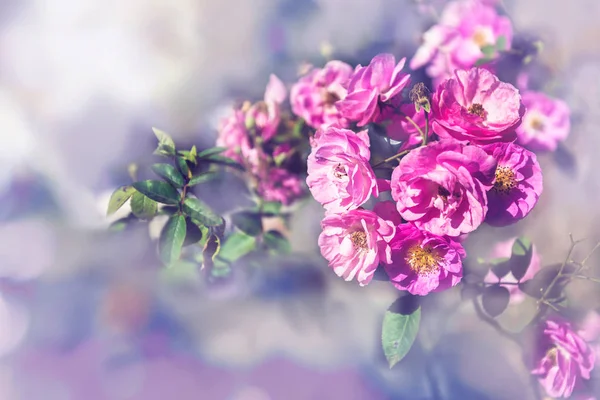 Fundo natureza Flor Valentine. Rosa rosas fundo borrão bokeh — Fotografia de Stock