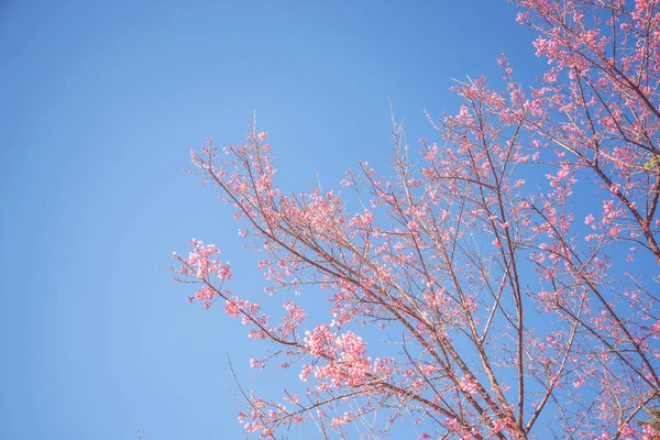 Arka plan doğa Çiçek Valentine. Prunus cerasoides Arka plan gökyüzü — Stok fotoğraf