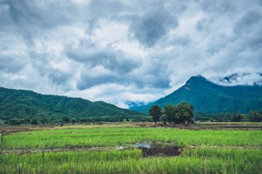 Dağların üzerinde sis. Kırsal kesimde yağmurlu havalarda. Pirinç tarlası