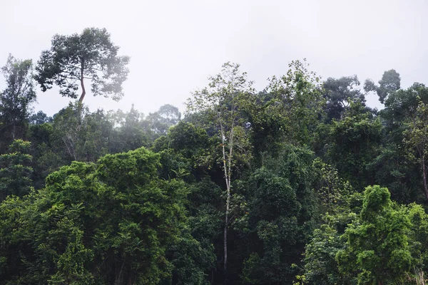 Paisaje rural.Bosque en los trópicos Durante la temporada de lluvias. Asia tropical Tailandia — Foto de Stock