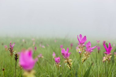 Duvar kağıdı arka bahçe parkı açık sis aşağı çiçek bahçesi Curcuma sessilis... tayland Tropikal ormanlar