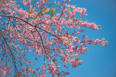 Flower Valentine arka plan doğası. Prunus cerasoides Arkaplan Bulanık Pembe
