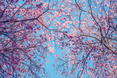 arka plan doğa Çiçek Valentine Prunus cerasoides 