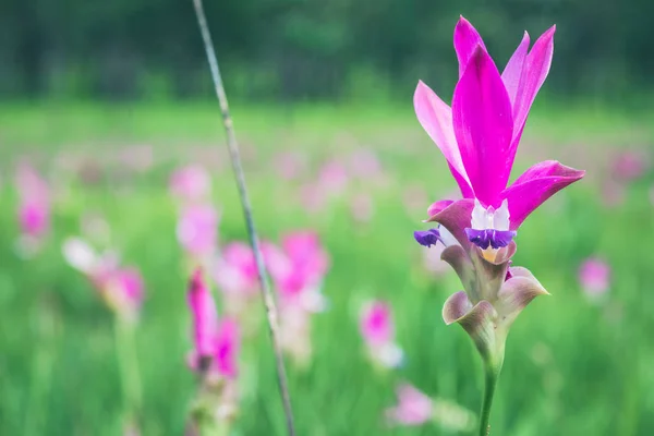 Fond d'écran jardin parc jardin de fleurs en plein air Curcuma sessilislis.thailand Forêts tropicales — Photo