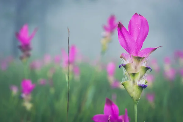 Fond d'écran jardin parc brouillard extérieur jardin de fleurs Curcuma sessilis.. thailand Forêts tropicales — Photo