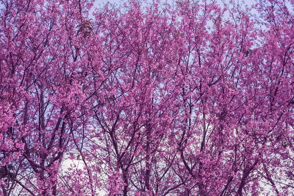 Pozadí příroda Flower Valentine. Prunus cerasoides Rozmazání pozadí bokeh růžová — Stock fotografie