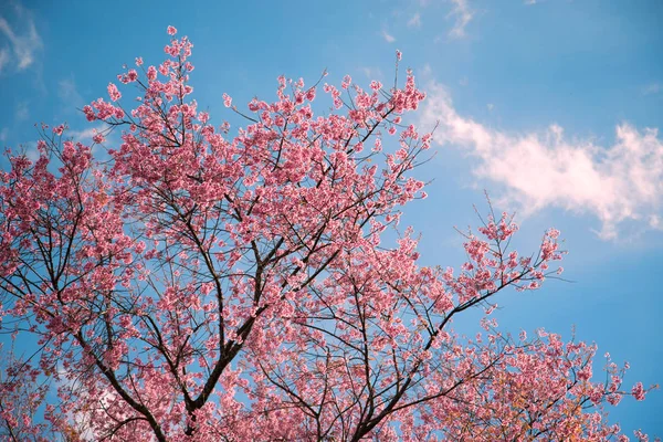 Φύση φόντο Λουλούδι Valentine. Prunus cerasoides Φόντο blur bokeh Pink — Φωτογραφία Αρχείου