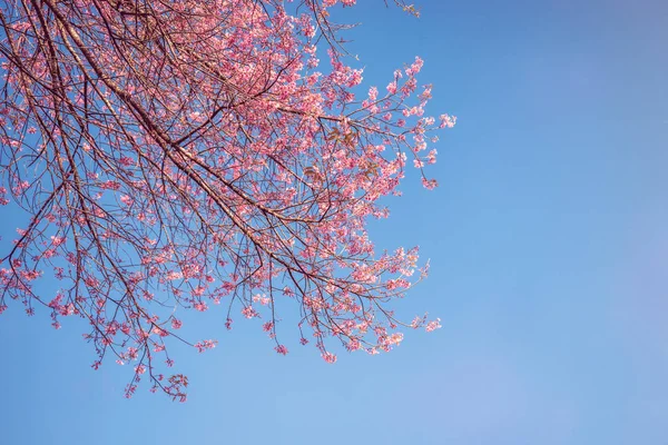 Φύση φόντο Λουλούδι Valentine. Prunus cerasoides Φόντο blur bokeh Pink — Φωτογραφία Αρχείου