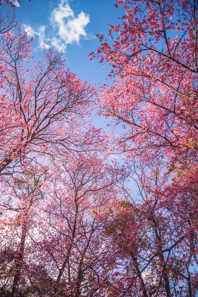 Φύση φόντο Λουλούδι Valentine. Prunus cerasoides Φόντο blur bokeh Pink — Φωτογραφία Αρχείου