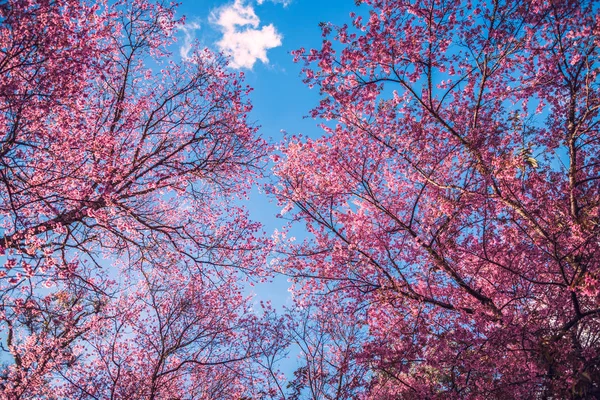 Flower Valentine arka plan doğası. Prunus cerasoides Arkaplan Bulanık Pembe — Stok fotoğraf