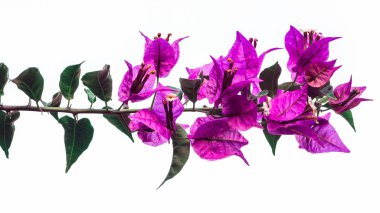 arka plan doğa Çiçek Bougainvillea mor. tam çiçek. Beyaz arka plan 
