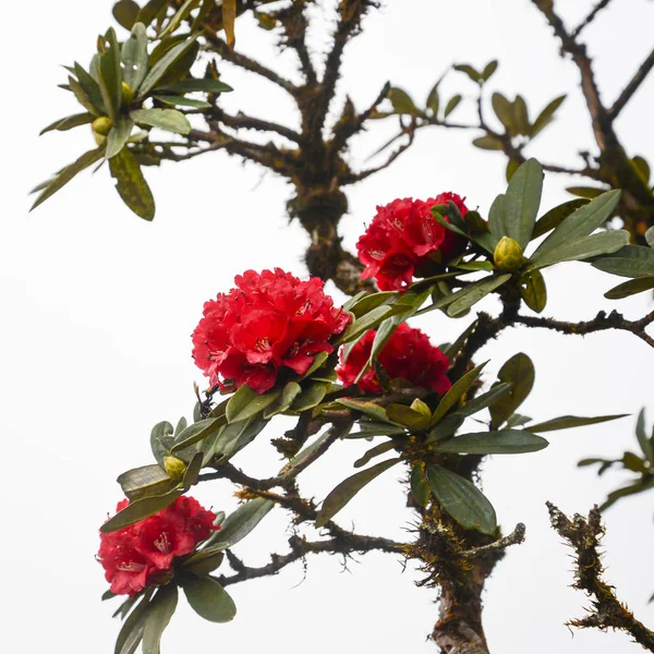 Wallpaper background flowers Rhododendron Red flowers.thailand Tropical forests — Stock Photo, Image