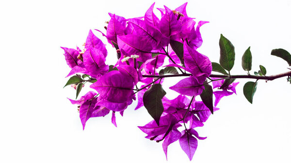 background nature Flower  Bougainvillea purple. full flower. White background 
