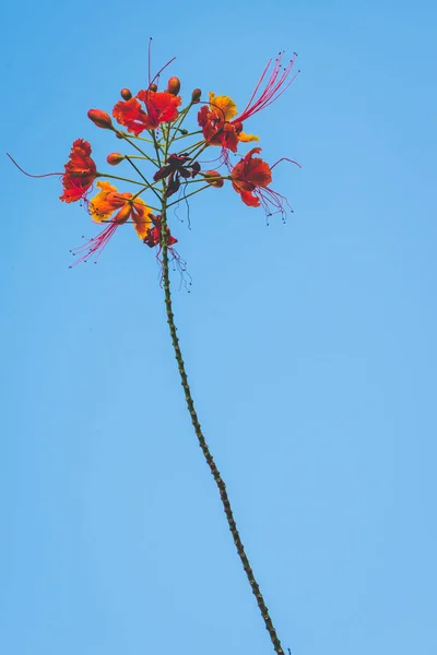 Fundo natureza Flor Cesalpinia pulcherrima. Céu azul fundo — Fotografia de Stock