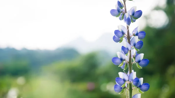 Fleurs pourpres faussaire moi pas.Angelonia goyazensis Benth fond flou — Photo