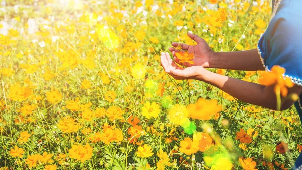 Asiatische Frauen berühren gelbe Blume per Hand. Blütenkosmos Schwefel. Thailand — Stockfoto