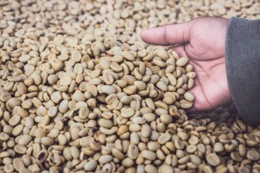 Arka planda doğal kurutulmuş fasulye, kahve çekirdeği. Kahve hazır. tam çerçeve