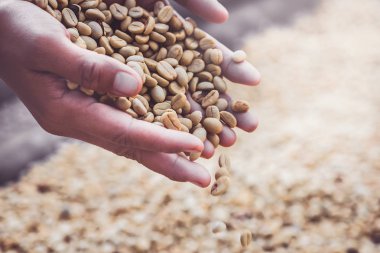Arka planda doğal kurutulmuş fasulye, kahve çekirdeği. Kahve hazır. tam çerçeve