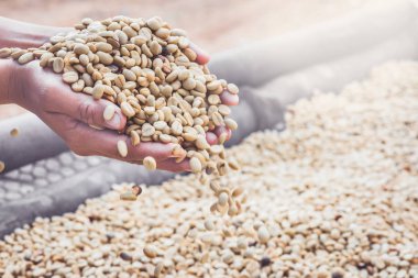 Arka planda doğal kurutulmuş fasulye, kahve çekirdeği. Kahve hazır. tam çerçeve