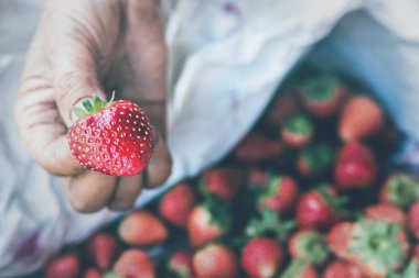 Taze çilekler yakın plan. Elimde çilek var..