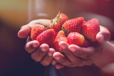 Taze çilekler yakın plan. Elimde çilek var..